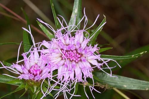 Liatris squarrosa var. compacta #72